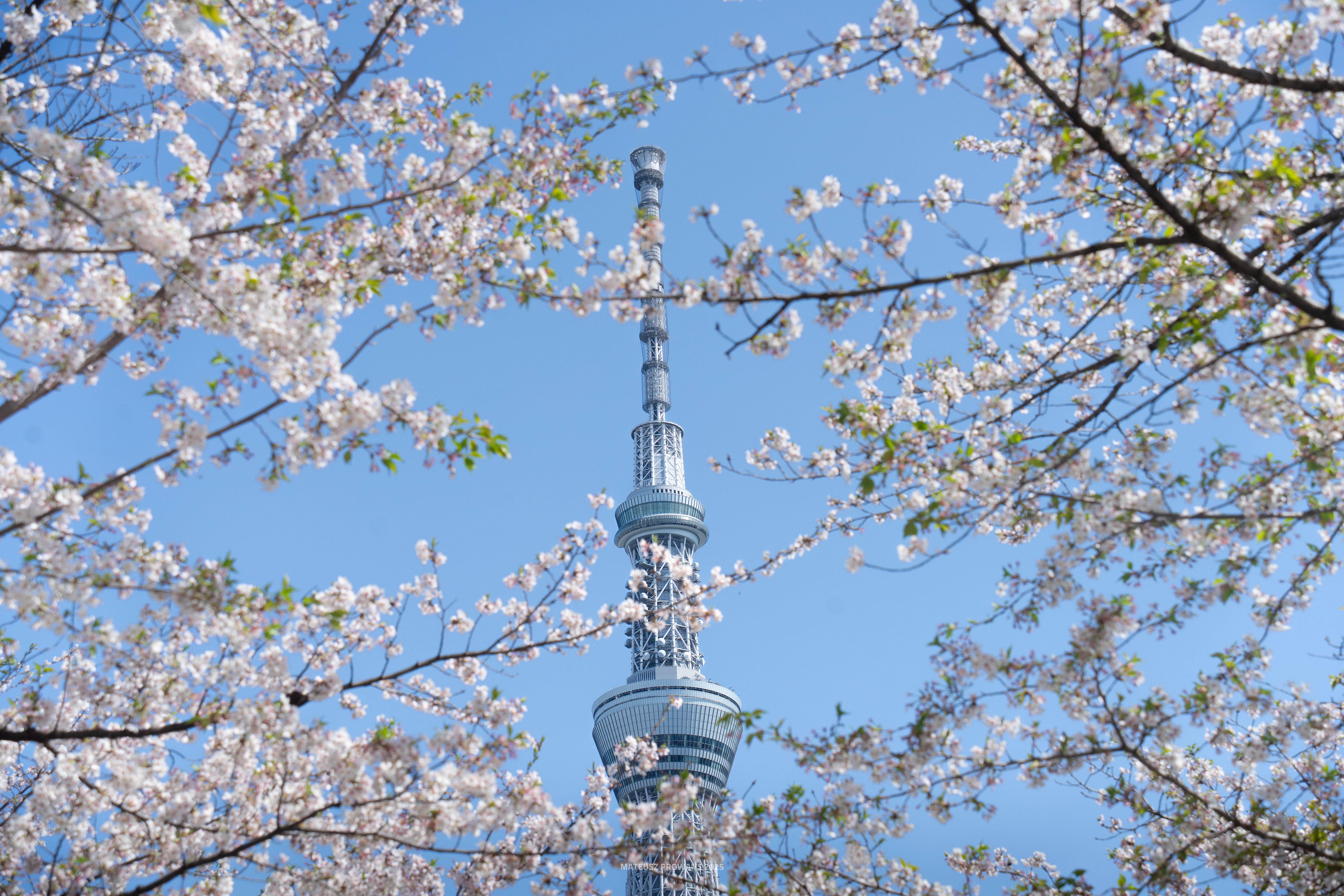 Meguro & Sumida 2025.04.09